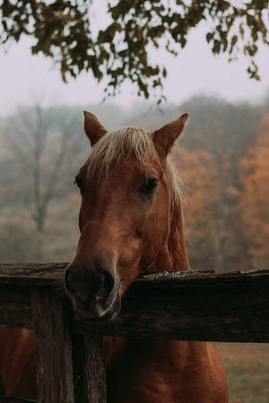 Horse Face On Wooden Fence Wallpaper