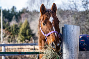 Horse Face Purple Leash Wallpaper