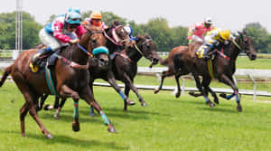 Horse Racing Actionat Cheltenham Festival Wallpaper