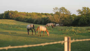 Horses Grazing On Country Farm Wallpaper