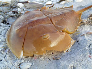 Horseshoe Crabon Sandy Beach.jpg Wallpaper