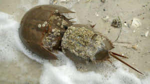 Horseshoe Crabon Sandy Beach Wallpaper