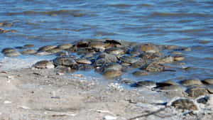 Horseshoe Crabs Gatheringon Shoreline Wallpaper