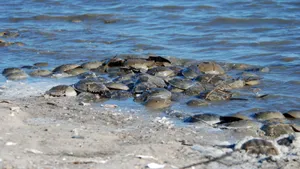 Horseshoe Crabs Gatheringon Shoreline Wallpaper