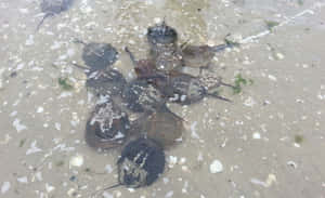 Horseshoe_ Crabs_on_ Shoreline.jpg Wallpaper