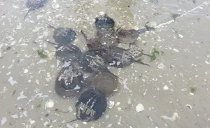 Horseshoe_ Crabs_on_ Shoreline.jpg Wallpaper