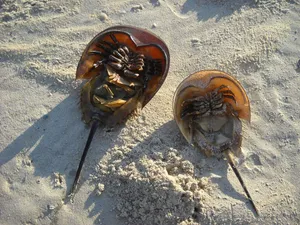 Horseshoe Crabson Sand Wallpaper