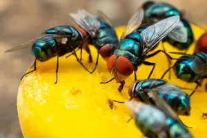 House Flies Feastingon Fruit Wallpaper