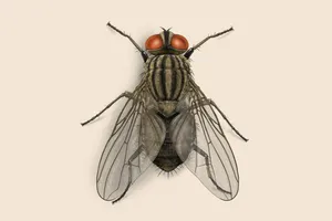 House Fly Close Up Illustration Wallpaper