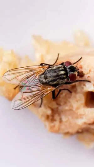 House Fly Close Up On Food Wallpaper