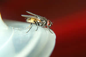 House Fly Close Up Red Background Wallpaper