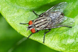 House Fly Closeupon Leaf Wallpaper