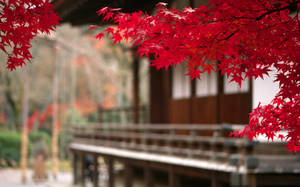House With Red Flowers Japanese Nature Wallpaper