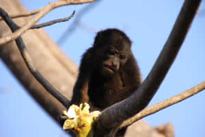 Howler Monkey Contemplatingon Branch Wallpaper