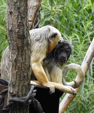 Howler_ Monkey_ In_ Its_ Habitat.jpg Wallpaper