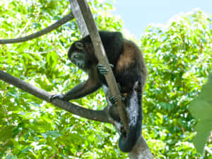 Howler_ Monkey_in_ Natural_ Habitat.jpg Wallpaper