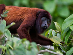 Howler Monkey In Natural Habitat Wallpaper