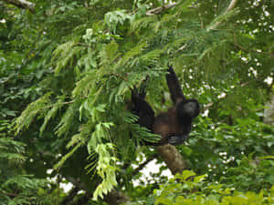 Howler_ Monkey_in_ Tropical_ Forest.jpg Wallpaper