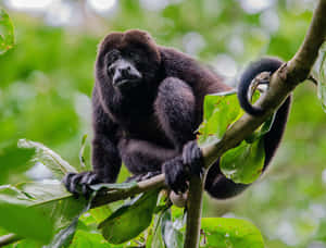 Howler_ Monkey_ Perched_in_ Tree.jpg Wallpaper