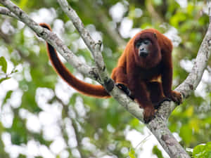 Howler_ Monkey_ Perched_in_ Tree.jpg Wallpaper