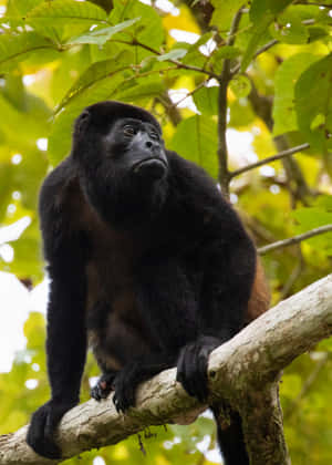 Howler_ Monkey_ Perched_in_ Treetop.jpg Wallpaper