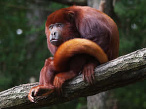 Howler_ Monkey_ Perched_on_ Branch.jpg Wallpaper