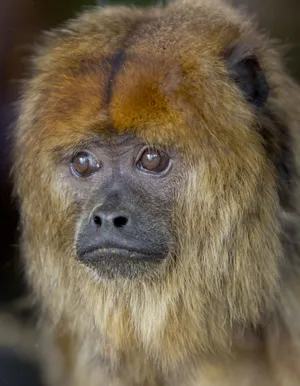 Howler Monkey Portrait Wallpaper
