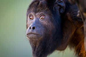 Howler Monkey Portrait Wallpaper