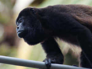 Howler_ Monkey_ Profile_ View Wallpaper