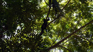 Howler Monkey Silhouettein Rainforest Wallpaper