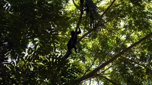 Howler Monkey Silhouettein Rainforest Wallpaper