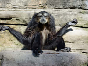 Howler_ Monkey_ Spreading_ Arms Wallpaper