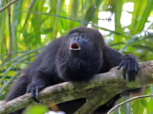 Howler Monkey Vocalizingin Forest Wallpaper