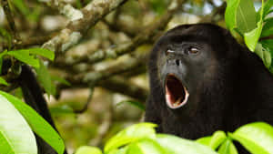 Howler Monkey Vocalizingin Forest.jpg Wallpaper