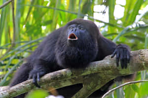 Howler Monkey Vocalizingon Branch Wallpaper