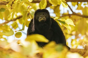 Howler Monkeyin Tree Canopy Wallpaper