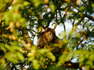 Howler Monkeyin Treetop Wallpaper