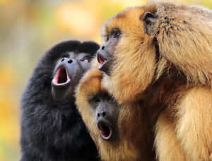 Howler_ Monkeys_ Vocalizing Wallpaper