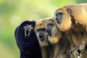 Howler_ Monkeys_ Vocalizing_ Group Wallpaper