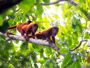 Howler Monkeysin Tree Canopy Wallpaper