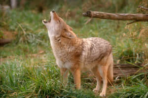 Howling Wild Coyote Wallpaper