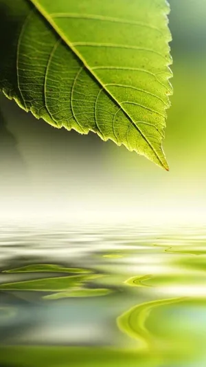Htc Green Leaf Wallpaper