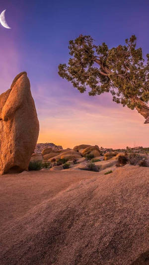 Huawei Honor Joshua Tree Wallpaper