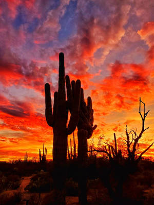 Huge Cactus In Arizona Desert Wallpaper