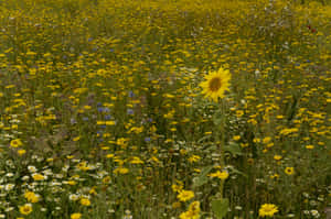 Huge Conspicuous Sunflower Wallpaper