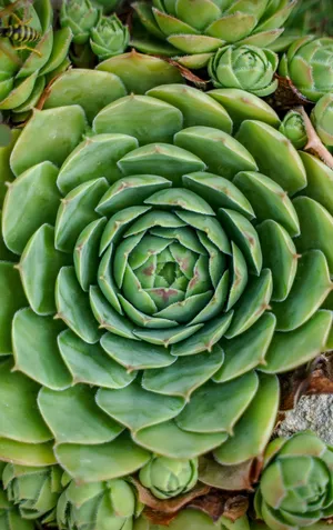 Huge Multiple Leafed Succulent Iphone Wallpaper