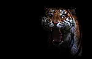 Huge Overt Tiger Wallpaper