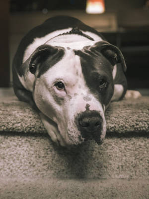 Huge Pitbull Laying On Carpet Wallpaper