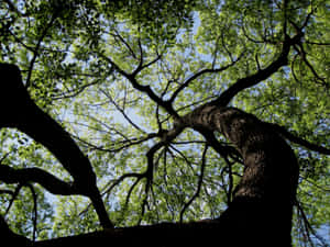 Huge Tree Branch Green Leaves Wallpaper