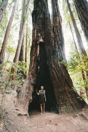 Huge Tree Trunk With Tourist Wallpaper